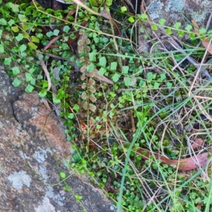 Asplenium flabellifolium at Mount Rogers - 19 Mar 2024