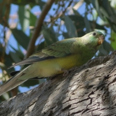 Psephotus haematonotus (Red-rumped Parrot) at Higgins, ACT - 19 Mar 2024 by Trevor