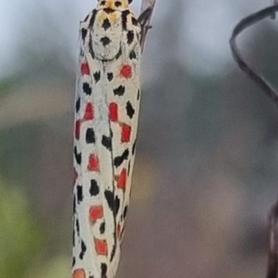 Utetheisa (genus) (A tiger moth) at Bungendore, NSW - 17 Mar 2024 by clarehoneydove