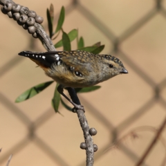 Pardalotus punctatus (Spotted Pardalote) at Higgins, ACT - 19 Mar 2024 by Trevor