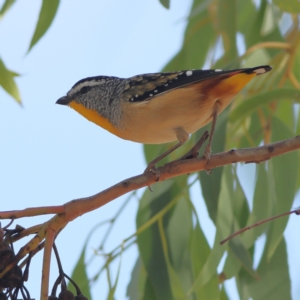 Pardalotus punctatus at Higgins Woodland - 19 Mar 2024