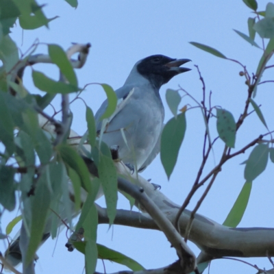 Coracina novaehollandiae (Black-faced Cuckooshrike) at Higgins, ACT - 19 Mar 2024 by Trevor