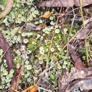 Cladonia sp. (genus) at Mount Rogers - 19 Mar 2024 10:18 AM