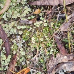 Cladonia sp. (genus) at Mount Rogers - 19 Mar 2024