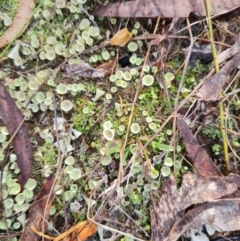 Cladonia sp. (genus) at Mount Rogers - 19 Mar 2024 10:18 AM