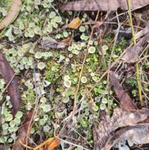 Cladonia sp. (genus) at Mount Rogers - 19 Mar 2024 10:18 AM