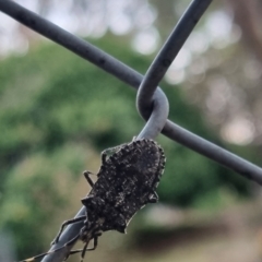 Alcaeus varicornis at QPRC LGA - suppressed