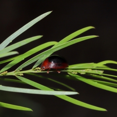 Dicranosterna immaculata (Acacia leaf beetle) at Capalaba, QLD - 17 Mar 2024 by TimL