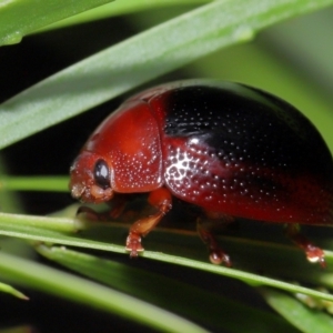 Dicranosterna immaculata at Capalaba, QLD - 17 Mar 2024