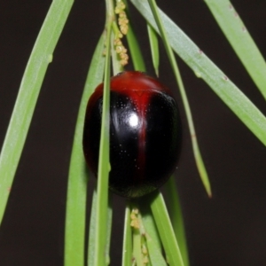 Dicranosterna immaculata at Capalaba, QLD - 17 Mar 2024