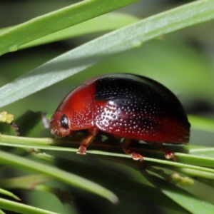 Dicranosterna immaculata at Capalaba, QLD - 17 Mar 2024