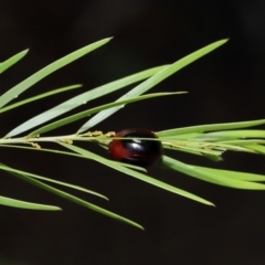 Dicranosterna immaculata at Capalaba, QLD - 17 Mar 2024