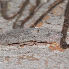 Ledromorpha planirostris (A leafhopper) at Capalaba, QLD - 17 Mar 2024 by TimL