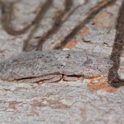 Ledromorpha planirostris (A leafhopper) at Capalaba, QLD - 17 Mar 2024 by TimL