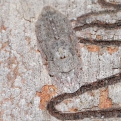 Ledromorpha planirostris at Capalaba, QLD - 17 Mar 2024