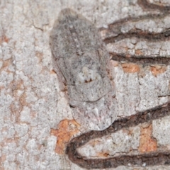 Ledromorpha planirostris at Capalaba, QLD - 17 Mar 2024 11:25 AM