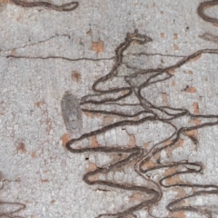 Ledromorpha planirostris at Capalaba, QLD - 17 Mar 2024