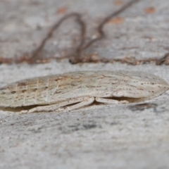 Ledromorpha planirostris (A leafhopper) at Capalaba, QLD - 17 Mar 2024 by TimL