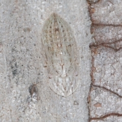 Ledromorpha planirostris at Capalaba, QLD - 17 Mar 2024