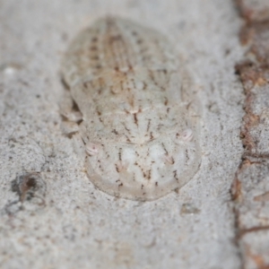 Ledromorpha planirostris at Capalaba, QLD - 17 Mar 2024