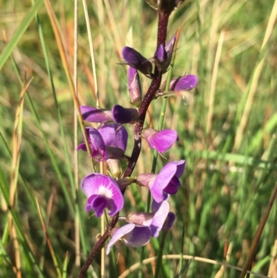 Glycine tabacina (Variable Glycine) at Lower Borough, NSW - 9 Mar 2024 by mcleana