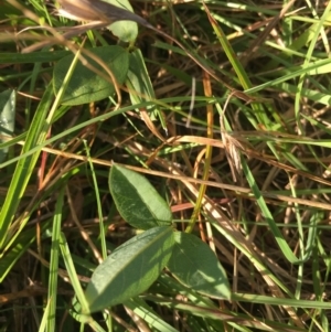 Glycine tabacina at Lower Borough, NSW - 9 Mar 2024 09:15 AM