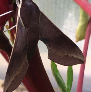 Hippotion scrofa at Lower Borough, NSW - 10 Mar 2024