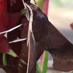 Hippotion scrofa at Lower Borough, NSW - 10 Mar 2024