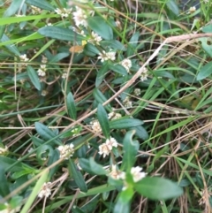 Alternanthera denticulata at Borough, NSW - 11 Mar 2024 08:39 AM