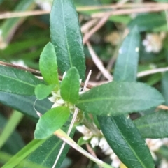 Alternanthera denticulata at Borough, NSW - 11 Mar 2024