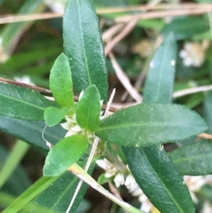 Alternanthera denticulata at Borough, NSW - 11 Mar 2024 08:39 AM