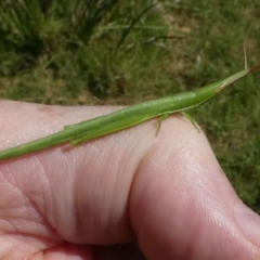 Psednura pedestris (Psednura grasshopper) at Bodalla, NSW - 19 Mar 2024 by HarveyPerkins