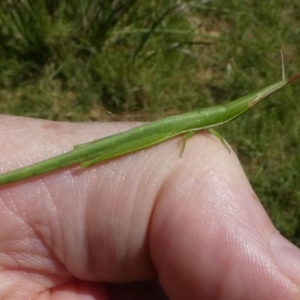 Psednura pedestris at Eurobodalla National Park - 19 Mar 2024