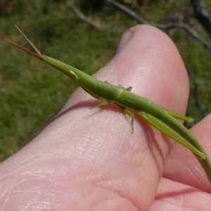 Psednura pedestris at Eurobodalla National Park - 19 Mar 2024