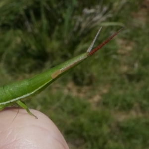 Psednura pedestris at Eurobodalla National Park - 19 Mar 2024