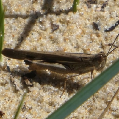 Caledia captiva (grasshopper) at Bodalla, NSW - 19 Mar 2024 by HarveyPerkins