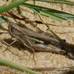 Caledia captiva (grasshopper) at Bodalla, NSW - 19 Mar 2024 by HarveyPerkins