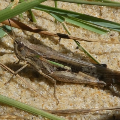 Caledia captiva (grasshopper) at Eurobodalla National Park - 19 Mar 2024 by HarveyPerkins