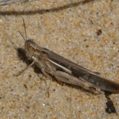 Caledia captiva (grasshopper) at Eurobodalla National Park - 19 Mar 2024 by HarveyPerkins