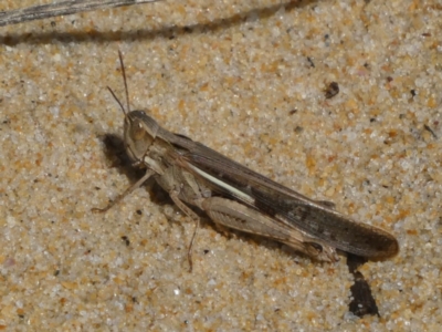 Caledia captiva (grasshopper) at Eurobodalla National Park - 19 Mar 2024 by HarveyPerkins