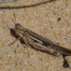 Caledia captiva (grasshopper) at Bodalla, NSW - 19 Mar 2024 by HarveyPerkins