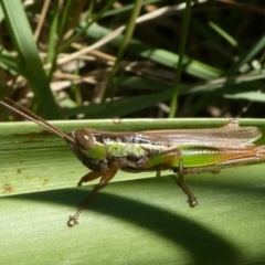 Bermius brachycerus (A grasshopper) at Bodalla, NSW - 19 Mar 2024 by HarveyPerkins