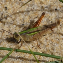 Schizobothrus flavovittatus (Disappearing Grasshopper) at Bodalla, NSW - 19 Mar 2024 by HarveyPerkins