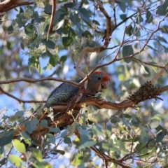 Callocephalon fimbriatum (Gang-gang Cockatoo) at QPRC LGA - 19 Mar 2023 by RobSpeirs