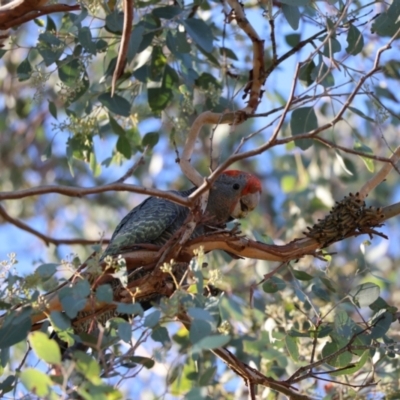 Callocephalon fimbriatum (Gang-gang Cockatoo) at QPRC LGA - 18 Mar 2023 by RobSpeirs