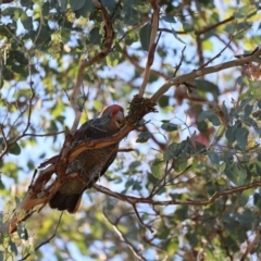 Callocephalon fimbriatum at QPRC LGA - 19 Mar 2023