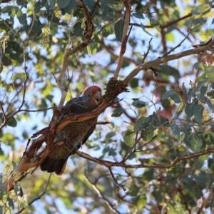 Callocephalon fimbriatum at QPRC LGA - 19 Mar 2023