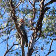 Callocephalon fimbriatum at QPRC LGA - 19 Mar 2023