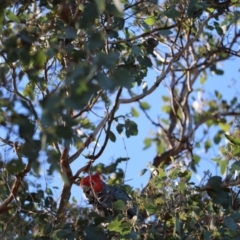 Callocephalon fimbriatum at QPRC LGA - 19 Mar 2023