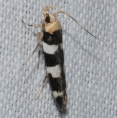 Limnaecia camptosema (A Cosmet moth (Cosmopteriginae) at Freshwater Creek, VIC - 12 Feb 2024 by WendyEM
